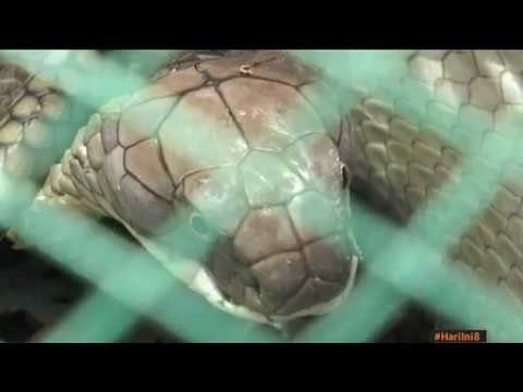 Ular senduk masuk rumah kerana kejar biawak