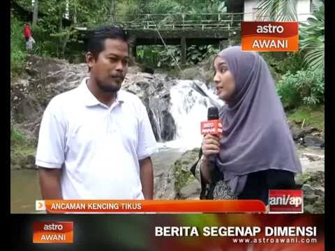 Ancaman kencing tikus