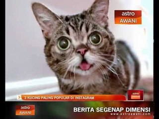 Tiga kucing paling popular di Instagram