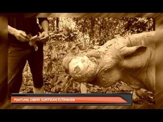 Puntung diberi suntikan eutanasia