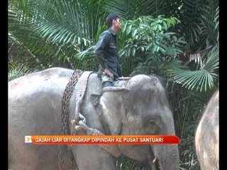 Gajah liar ditangkap dipindah ke pusat Santuari