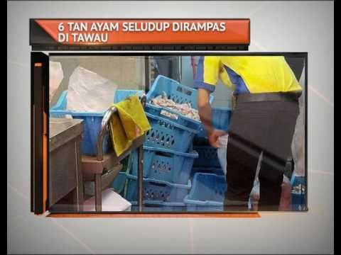 6 tan ayam seludup dirampas di Tawau