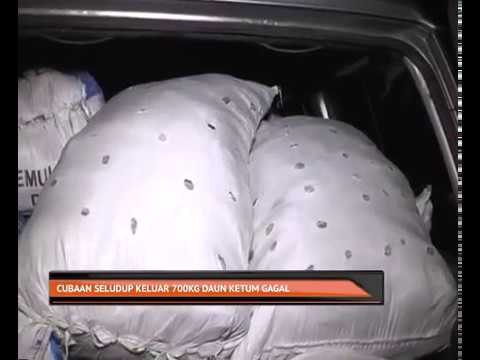 Cubaan seludup keluar 700kg daun ketum gagal