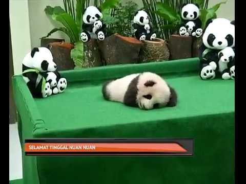 Selamat tinggal Nuan Nuan