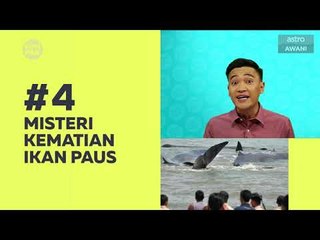 Kompak (Episod 118): Misteri kematian ikan paus