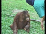 El nino: Jerih payah penjagaan orang utan Bukit Merah