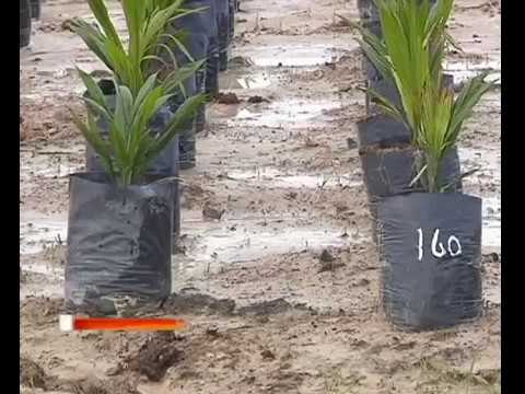 FGV hormat keputusan KWSP, terus fokus perniagaan asas