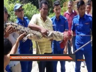 Penduduk pasang perangkap tangkap buaya