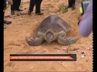 Jabatan Perikanan lancar usaha bawa masuk anak penyu belimbing