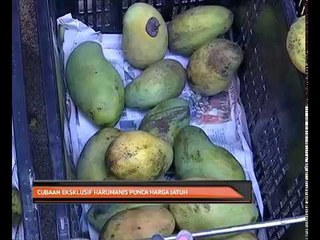 Cubaan eksklusif Harumanis punca harga jatuh