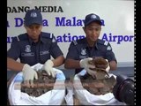 Kastam rampas sisik tenggiling bernilai RM3.69 juta