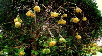 Bất ngờ với thứ trái cây trĩu quả kỳ lạ trên cành