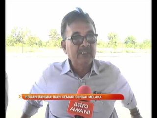 Rbuan bangkai ikan cemari  sungai Melaka