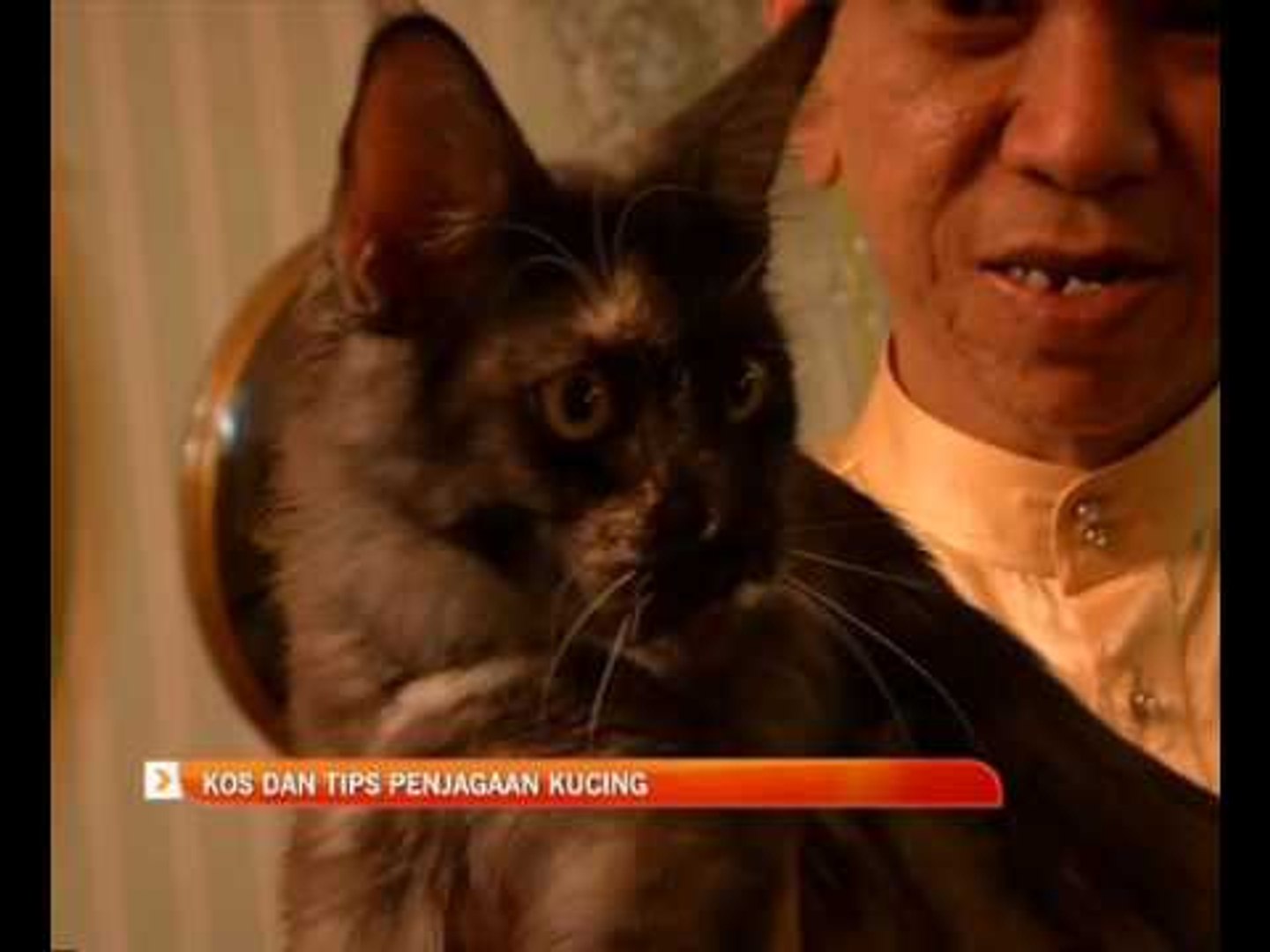 Sayangi Haiwan: Kos dan tips penjagaan kucing