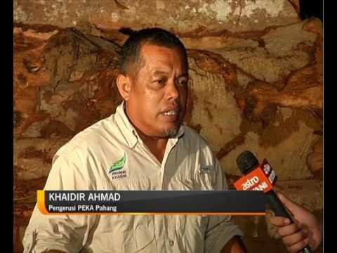 Operasi syarikat pembalakan jejas sumber air