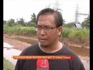 Penduduk resah ratusan ikan mati di Sungai Togek