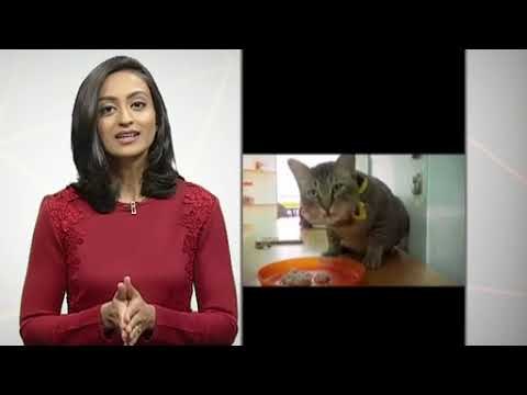 Kisah Laban, si kucing 'intelek' & semua mangsa tanah runtuh Tanjung Bungah telah dijumpai