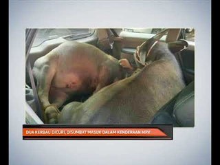 Dua kerbau dicuri, disumbat masuk dalam kenderaan MPV