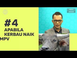 Kompak (Episod 33): Korban di hari lahir & kerbau naik MPV