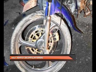 Maut rempuh sekumpulan kerbau