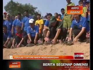 Populasi tuntung makin membimbangkan