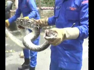 Ular sawa, tedung cari habitat baru pada musim banjir