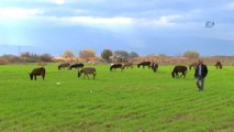 Eşek Sütüyle Şifa Buldu Çiftliğini Kurdu