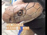 AWANI 7:45 malam ini: Ubah wang haram RM17 juta dan ular mengganas ketika El Nino