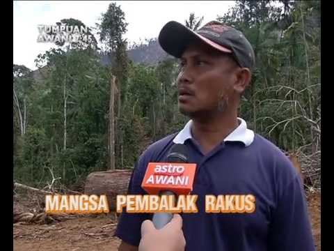 AWANI 7:45 malam ini: Amaran buat Lim Guan Eng dan mangsa pembalak rakus