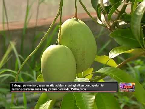 Bicara Sarawak: Bidang pertanian mampu tingkatkan pendapatan penduduk