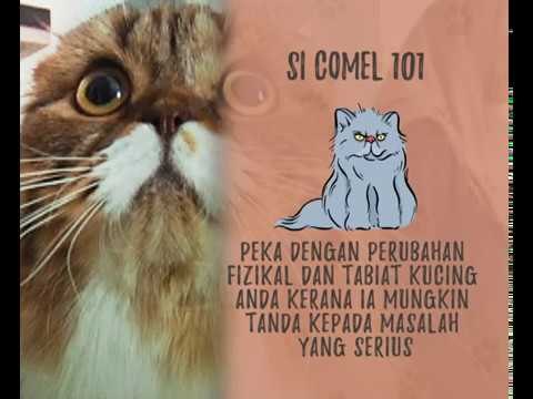 Paws Planet: Hamdan Karipuley