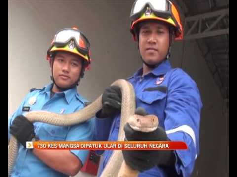 730 kes mangsa dipatuk ular di seluruh negara