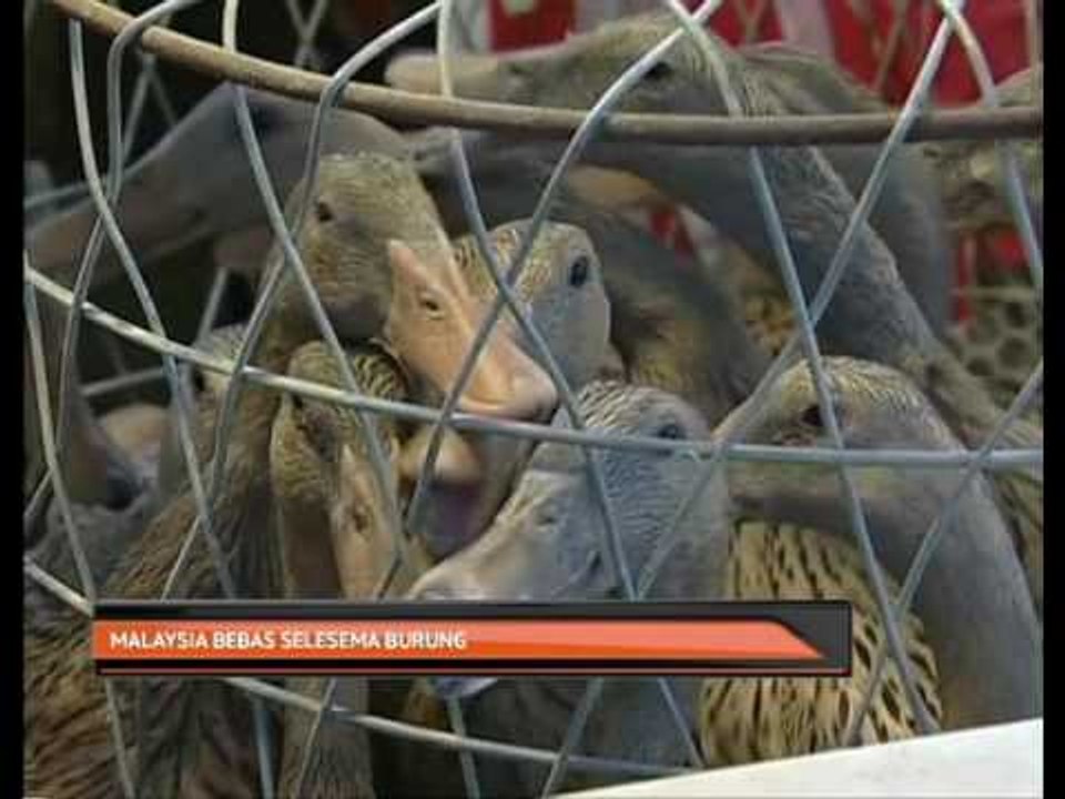 Malaysia bebas selesema burung
