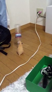 Cette souris a tellement soif! Vas-y ouvre-moi la bouteille