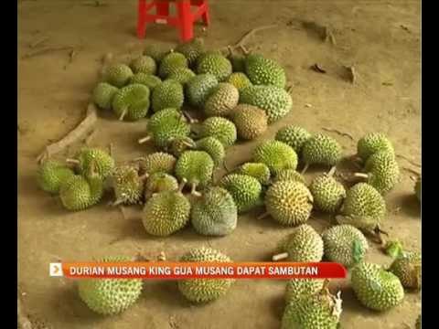 Durian Musang King Gua Musang dapat sambutan