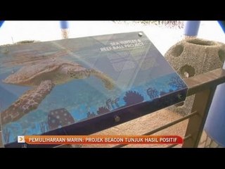 Pemuliharaan marin: Projek Beacon tunjuk hasil positif