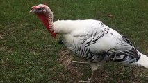 Dinosaur Turkey - slow motion funny animal video