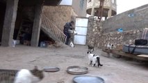 Kediler Bu Muhtarın Yolunu Gözlüyor