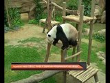 Pasangan panda gergasi mungkin dibiarkan mengawan buat kali kedua