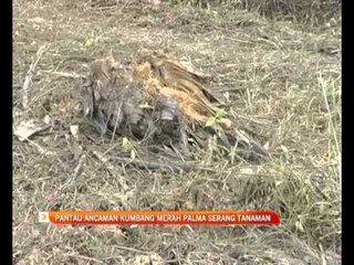 Pantau ancaman kumbang merah palma serang tanaman