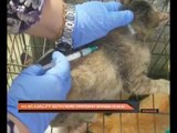 415 kes kumulatif gigitan anjing direkodkan sehingga 18 Julai