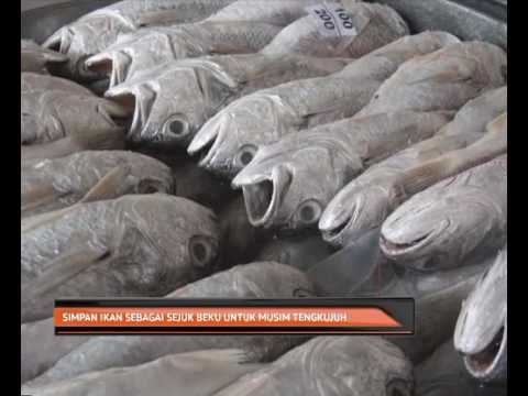 Simpan ikan sebagai sejuk beku untuk musim tengkujuh