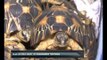 KLIA Customs seize 330 endangered tortoises