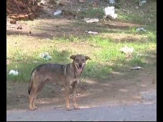 Mangsa kelima rabies meninggal dunia