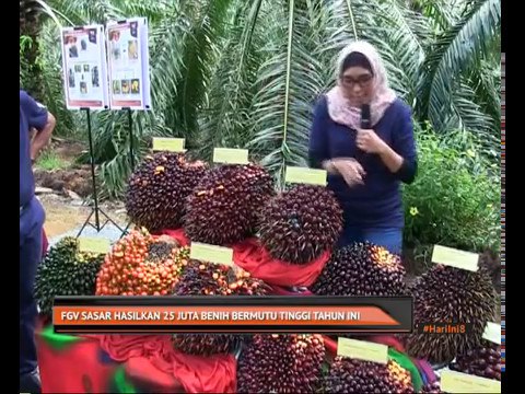 FGV sasar hasilkan 25 juta benih bermutu tinggi tahun ini