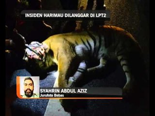 Insiden harimau belang dilanggar di LPT2