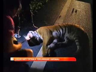 Luluh hati tatkala terlanggar harimau