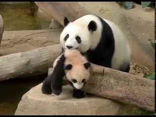 Aksi comel anak panda di Zoo Negara