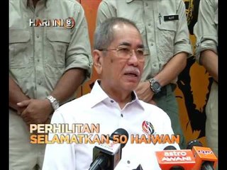 Fokus Hari Ini 8: Perhilitan selamatkan 50 haiwan