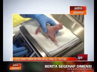Foto anak panda betina mula viral di Twitter
